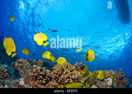 Butterflyfish, Molokini cratere (il santuario degli uccelli), a sud di Maui, Hawaii, STATI UNITI D'AMERICA Foto Stock