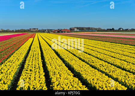 Campo di tulipani gialli, giallo Purissima varietà, produzione di bulbi di fiori, bulbi di fiori Bollenstreek regione, Noordwijkerhout Foto Stock