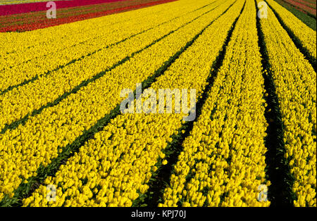 Campo di tulipani gialli, giallo Purissima varietà, produzione di bulbi di fiori, bulbi di fiori Bollenstreek regione, Noordwijkerhout Foto Stock