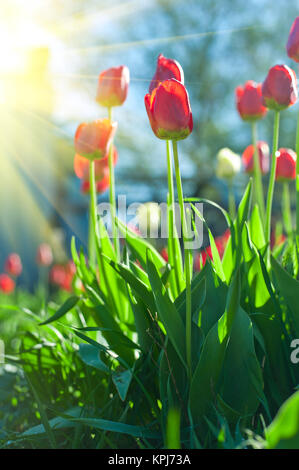 Campo di colore rosso i tulipani Foto Stock