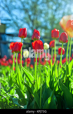 Campo di colore rosso i tulipani Foto Stock