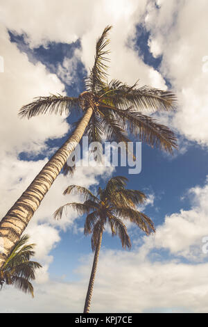 L'immagine di due belle palme nel blu cielo sereno Foto Stock