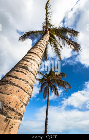 L'immagine di due belle palme nel blu cielo sereno Foto Stock