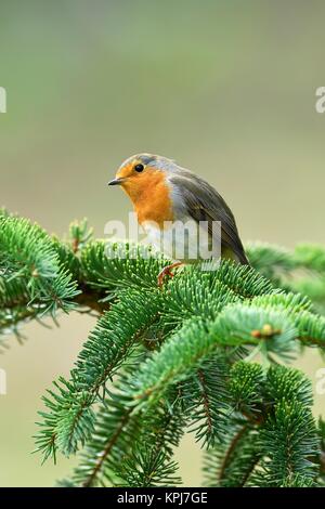 Unione robin (Erithacus rubecula), si siede sul ramo di abete, Canton Zug, Svizzera Foto Stock