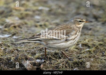 Acqua (pipit Anthus spinoletta), in inverno abito, il cantone di Neuchâtel, Svizzera Foto Stock