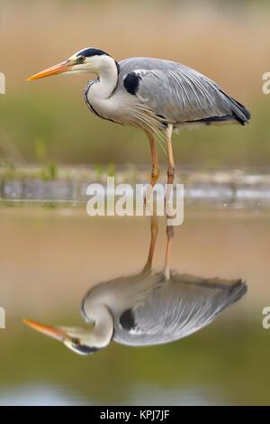 Gli aironi cenerini (Ardea cinerea), in piedi in acqua, con riflessione, Parco Nazionale di Kiskunsag, Ungheria Foto Stock