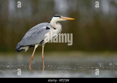 Airone cinerino (Ardea cinerea), sorge nell'acqua, parco nazionale di Kiskunsag, Ungheria Foto Stock