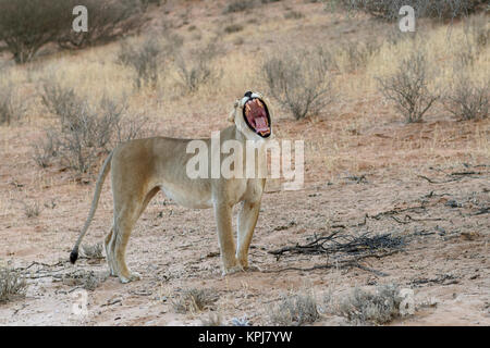 Leone africano (Panthera leo), leonessa sbadigli, Kgalagadi Parco transfrontaliero, Northern Cape, Sud Africa Foto Stock