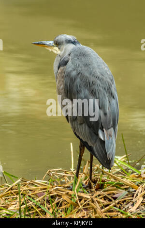 Melton Mowbray 16 Dicembre 2017: airone cenerino e Robin King fisher, nero intitolata gabbiano alto livello di acqua dopo la fusione del ghiaccio lungo il fiume. La fauna La caccia di scarti di cibo, lattine giacciono sulla sommità del pood congelato, specchio riflessioni sul ghiaccio, squirrle alimenta sulla parte superiore della casella. Clifford Norton/Alamy Live News Foto Stock