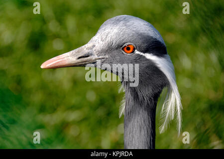 Ritratto di Demoiselle gru Grus virgo, immaturi Foto Stock