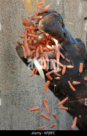 Captive ippopotamo o Hippopotamus amphibius con bocca aperta essendo alimentato e mangiare le carote Foto Stock