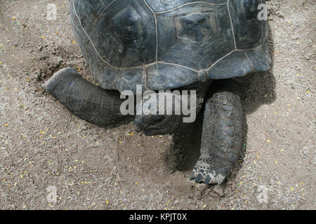 Tartaruga gigante di Aldabra (Aldabrachelys gigantea), Isola Curieuse, Seychelles. Foto Stock