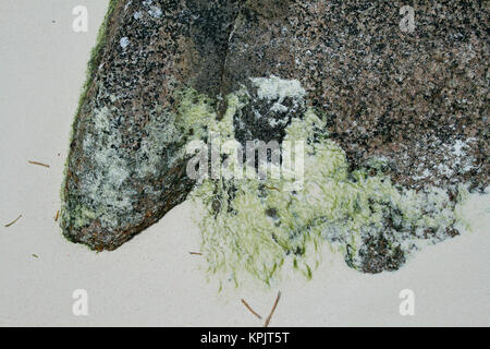 Rocce sulla spiaggia coperta di MOSS, alghe e licheni, Curieuse Island, Seicelle. Foto Stock