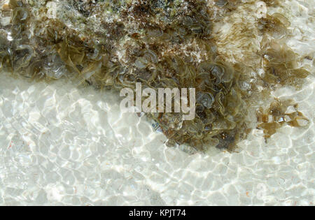 Rocce sulla spiaggia in acque poco profonde coperte di muschio, alghe e licheni, Curieuse Island, Seicelle. Foto Stock