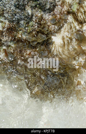 Rocce sulla spiaggia in acque poco profonde coperte di muschio, alghe e licheni, Curieuse Island, Seicelle. Foto Stock