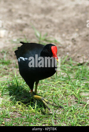 Comune (Moorhen Gallinula chloropus), Isola Curieuse, Seychelles. Foto Stock