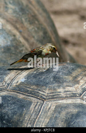 Rosso cardinale fody (Foudia madagascariensis) in piedi sul suolo, Curieuse Island, Seicelle. Foto Stock