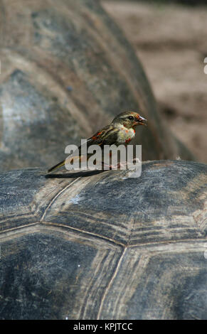 Rosso cardinale fody (Foudia madagascariensis) in piedi sul suolo, Curieuse Island, Seicelle. Foto Stock