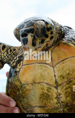 Tartaruga embricata, Eretmochelys imbricata squamati, Felicite Island, Seicelle. Foto Stock