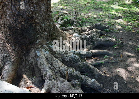 Base e radici di albero, La Digue Island, Seychelles. Foto Stock