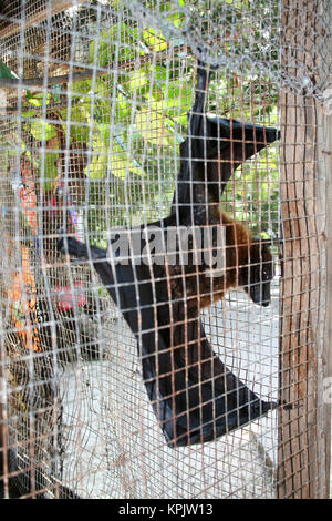 Seychelles frutto bat (Pteropus seychellensis), in gabbia, La Digue Island, Seychelles. Foto Stock