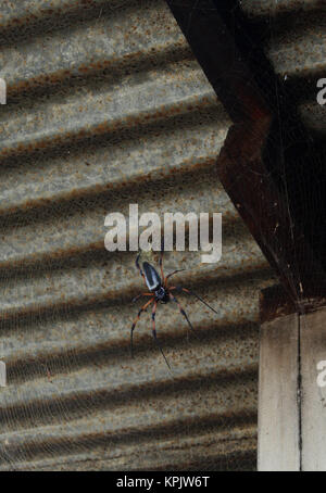 Red-gambe golden orb-web spider contro di ferro ondulato soffitto del tetto, La Digue Island, Seychelles. Foto Stock