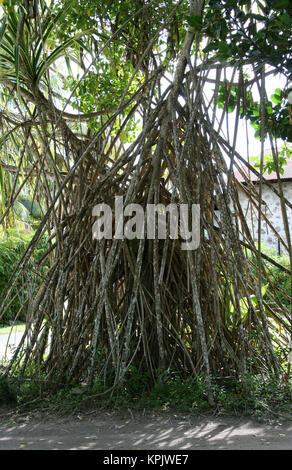 Seychelles screwpine /pandan, pandanus sechellarum sul prato del parco, La Digue Island, Seychelles. Foto Stock