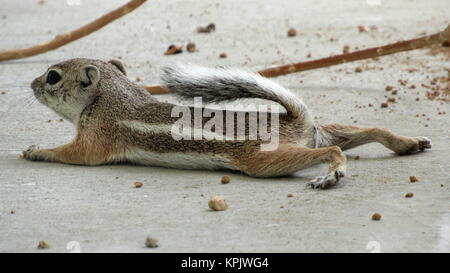 Antilope scoiattolo di terra che stabilisce a carponi il raffreddamento nel deserto di calore Foto Stock