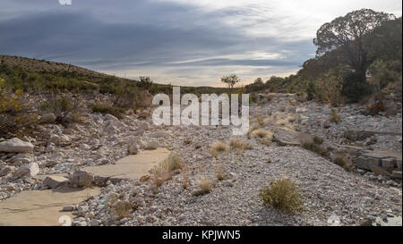 Parco Nazionale delle Montagne Guadalupe, Texas - La bocca del canyon McKittrick. Un sentiero attraverso il canyon inizia nel deserto prima di entrare nella foresta. Foto Stock