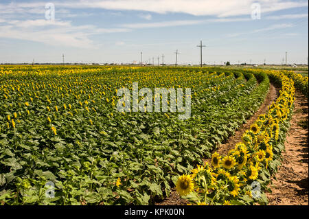 Girasoli nani coltivato per granella con TALLER righe impollinatori; Foto Stock