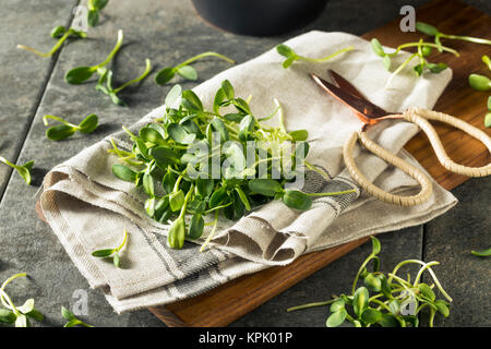 Materie verde Girasole organico Microgreens pronto a mangiare Foto Stock