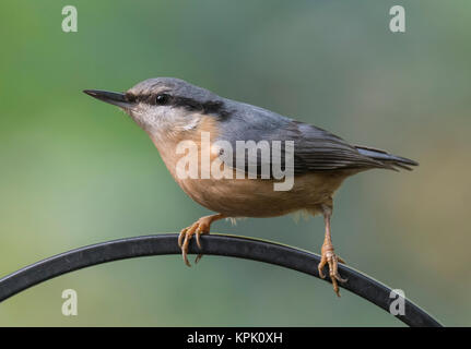 Picchio muratore sulla barra metallica di Bird Feeder Foto Stock