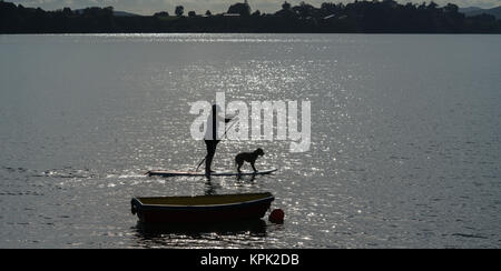 Silhouette donna e cane sul standup paddleboard. Foto Stock