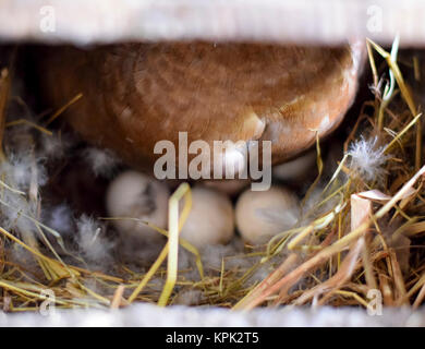 Muschiato duck sul nido. Riproduzione di muschio anatre. Foto Stock