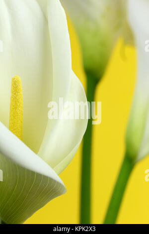 Macro shot di bianco calla gigli Foto Stock