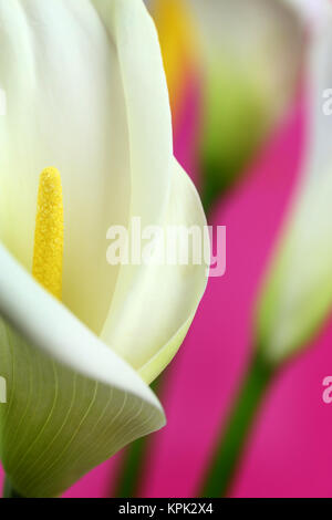 Macro shot di bianco calla gigli Foto Stock