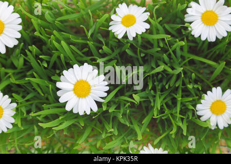 Erba verde e fiori bianchi sullo sfondo Foto Stock