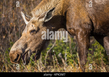 Una mucca alci (Alces alces) il pascolo lungo la Richardson Highway; Alaska, Stati Uniti d'America Foto Stock