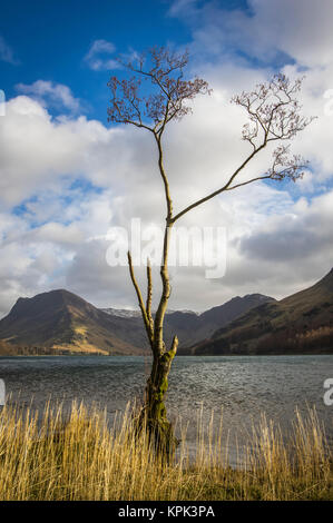 Un albero che cresce sul bordo del lago Buttermere; Lake District, Cumbria, Inghilterra Foto Stock