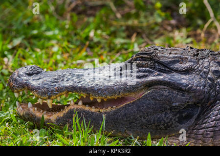 Un coccodrillo americano (Alligator mississippiensis) si crogiola al sole nella valle di squalo, Everglades National Park; Florida, Stati Uniti d'America Foto Stock