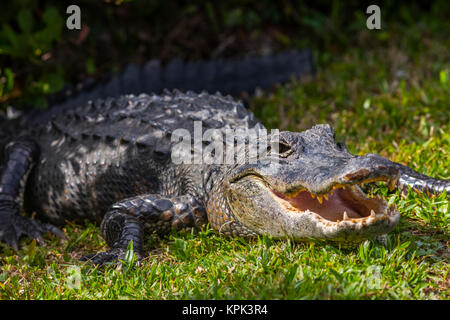 Un coccodrillo americano (Alligator mississippiensis) si crogiola al sole nella valle di squalo, Everglades National Park; Florida, Stati Uniti d'America Foto Stock