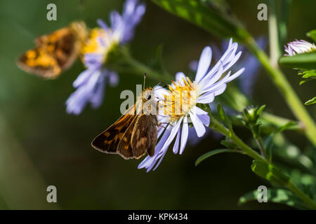 Un bosco di skipper (Ochlodes sylvanoides) sips nettare da Claifornia Aster blossom Foto Stock