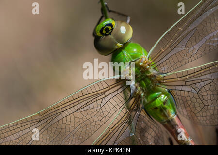 Un recentemente emerso dragonfly asciuga le sue ali, comune Darner verde (Anax junius); Astoria, Oregon, Stati Uniti d'America Foto Stock