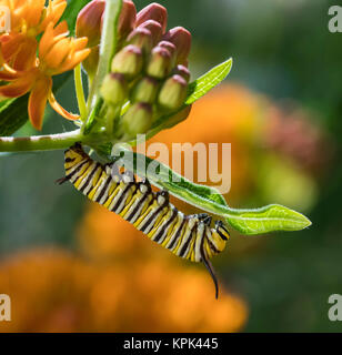 La Monarch caterpillar (Danaus plexippus) su una farfalla pianta infestante (Asclepias tuberosa); Ontario, Canada Foto Stock