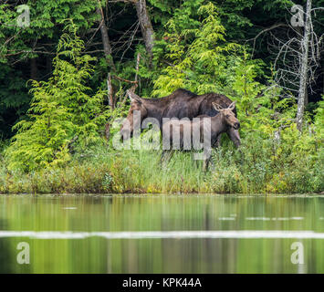 Mucca e vitello Alce (Alces alces) sulla riva di un lago a nord-est di Ontario, Ontario, Canada Foto Stock