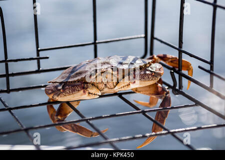 Un live small Dungeness crab (Metacarcinus magister) catturati in una trappola di granchio sulla costa ovest; Vancouver, British Columbia, Canada Foto Stock