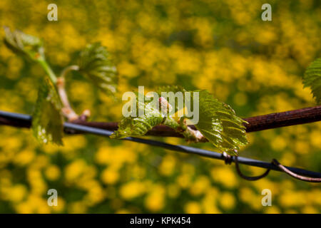 Frontenac Gris uva che cresce su una vigna; Shefford, Quebec, Canada Foto Stock