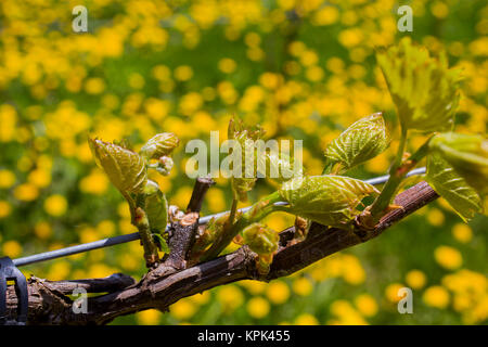 Frontenac Gris uva che cresce su una vigna; Shefford, Quebec, Canada Foto Stock