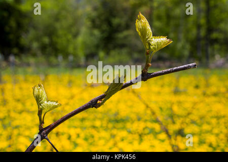 Frontenac Gris uva che cresce su una vigna; Shefford, Quebec, Canada Foto Stock