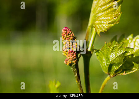 Frontenac Gris uva che cresce su una vigna; Shefford, Quebec, Canada Foto Stock